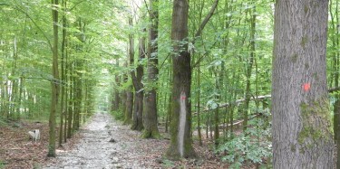 Omgeving