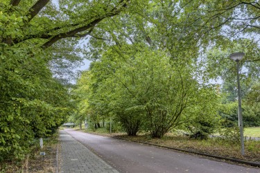Omgeving