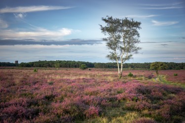 Dicht bij de heide