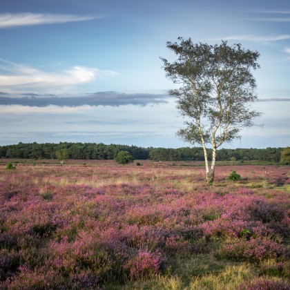 Dicht bij de heide