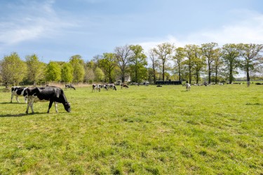 Uitzicht op weiland!