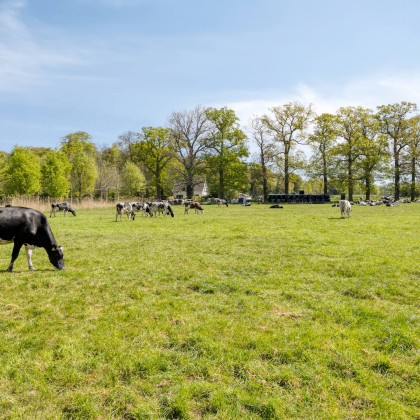 Uitzicht op weiland!