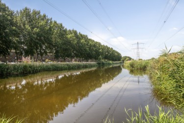 Veel groen
