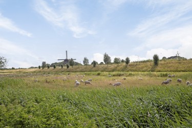 Omgeving