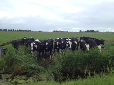 Omgeving
