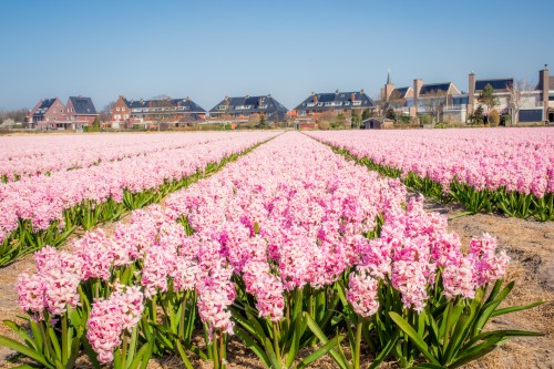 Hoekstra en Van Eck, dé NVM makelaar in Hillegom