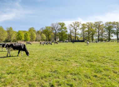 Omgeving